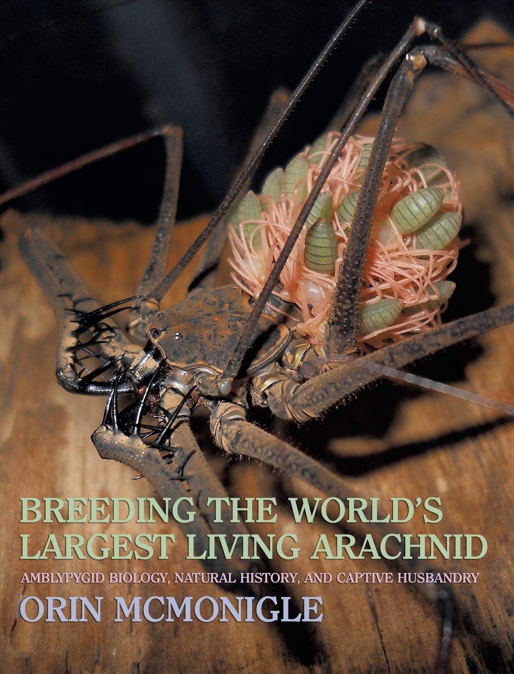 Breeding The Worlds Largest Living Arachnid Amblypygid Whipspider Biology Natural History And Captive Husbandry Orin Mcmonigle