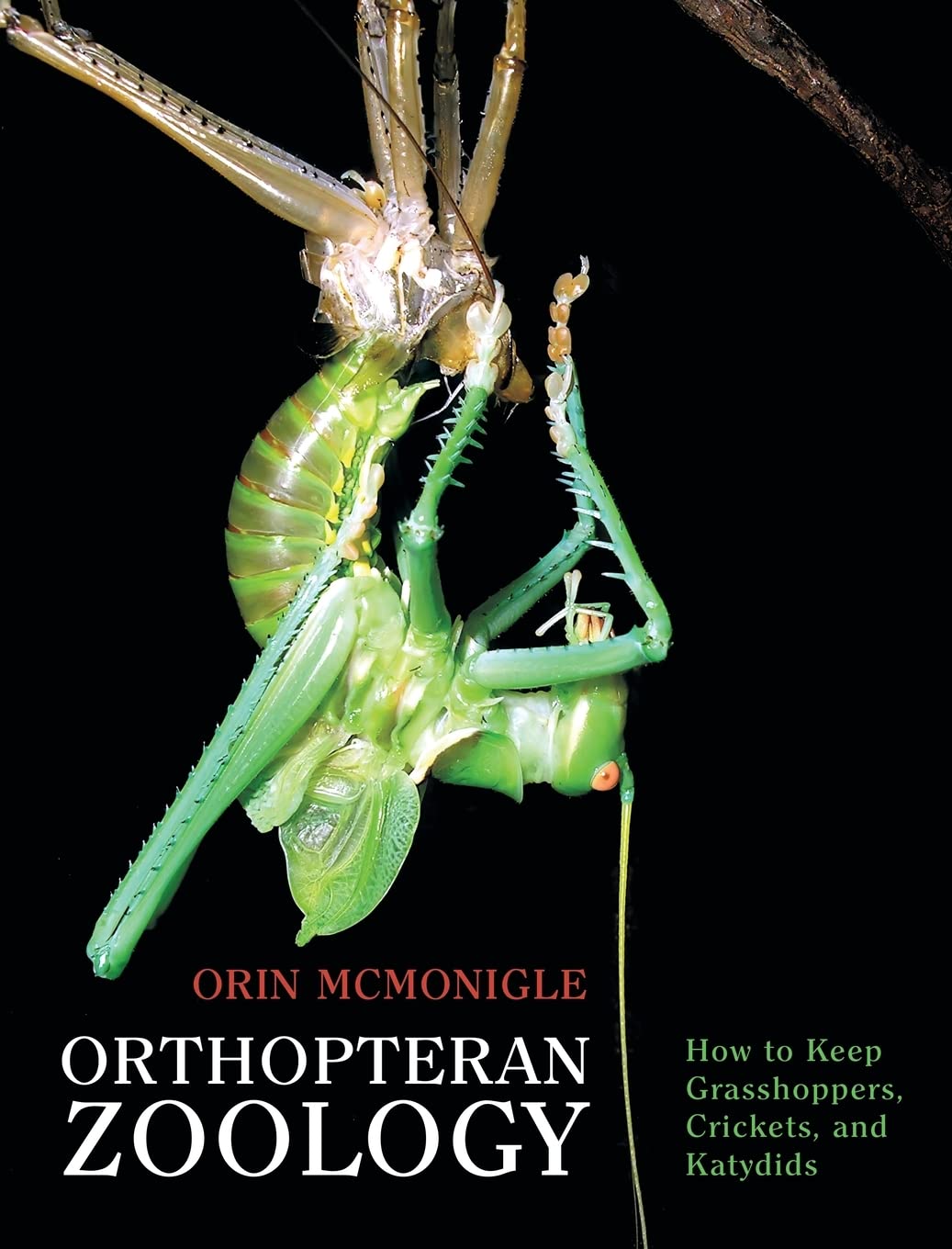 Orthopteran Zoology How To Keep Grasshoppers Crickets And Katydids Orin Mcmonigle
