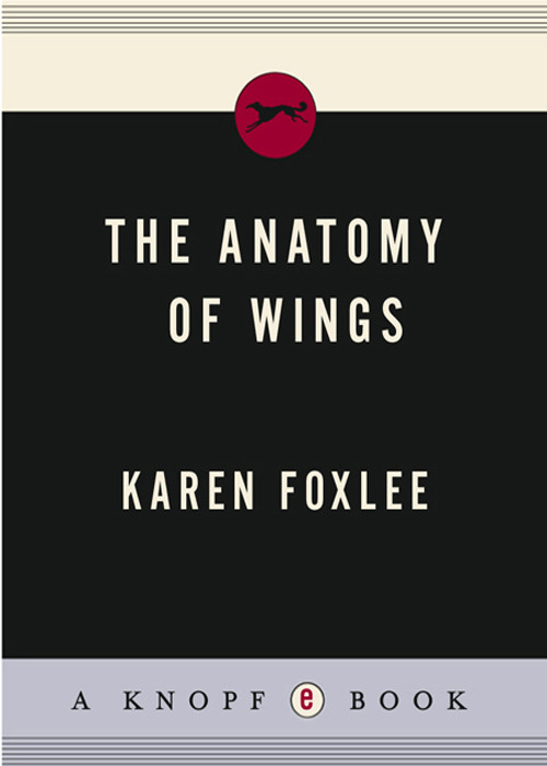 The Anatomy Of Wings Foxlee Karen