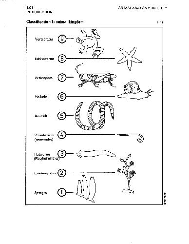 Animal Anatomy On File Facts On File Science Library Lslf Diagram Group