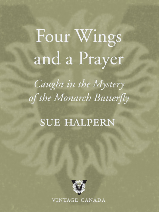 Four Wings And A Prayer Caught In The Mystery Of The Monarch Halpern Sue