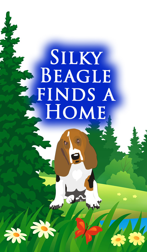 Silky Beagle Finds A Home