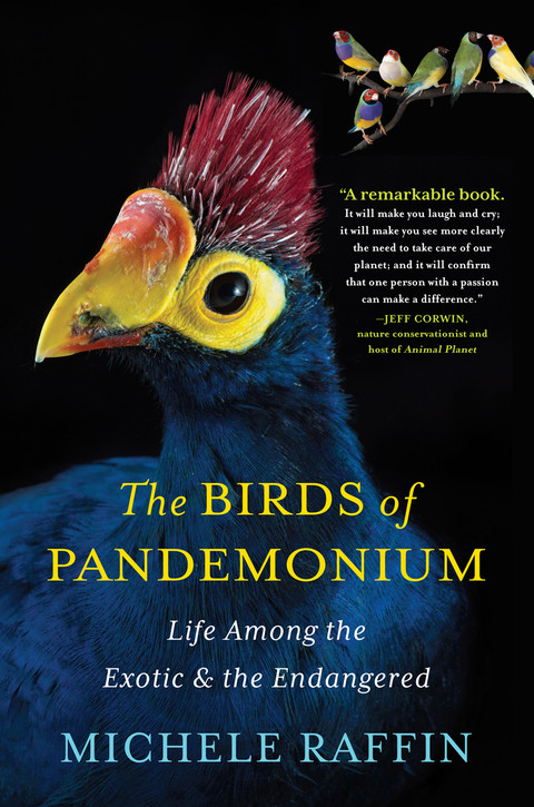 The Birds Of Pandemonium Life Among The Exotic The Endangered Illustrated Raffin