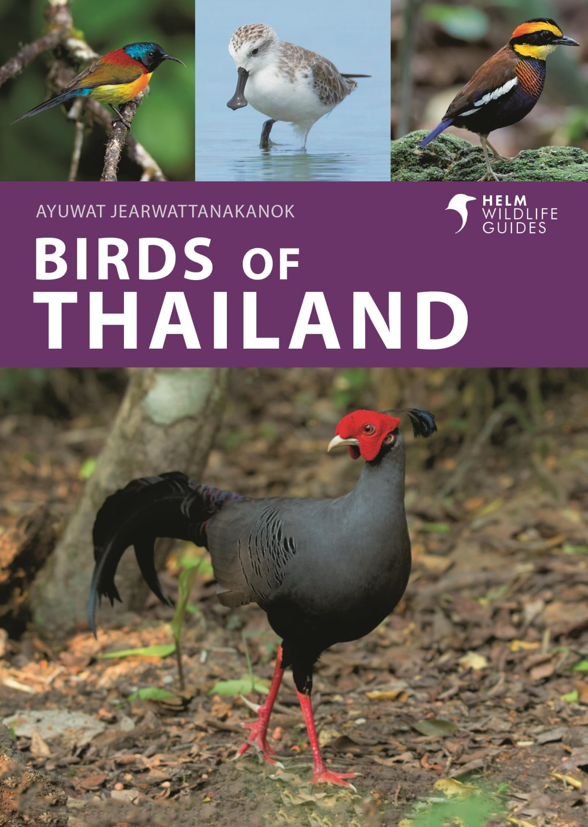 Birds Of Thailand Ayuwat Jearwattanakanok