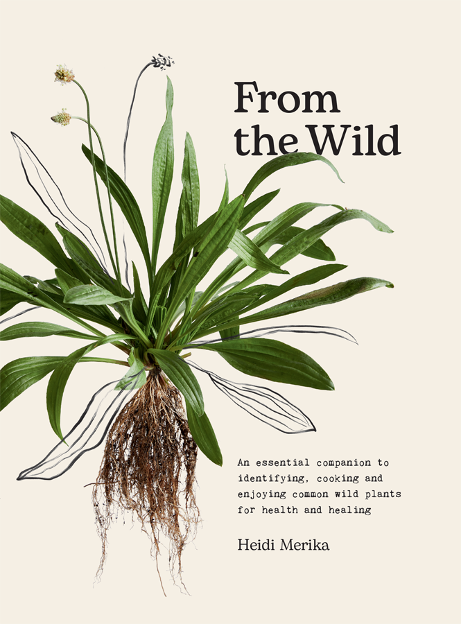From The Wild An Essential Companion To Identifying Cooking And Enjoying Common Wild Plants For Health And Healing Heidi Merika