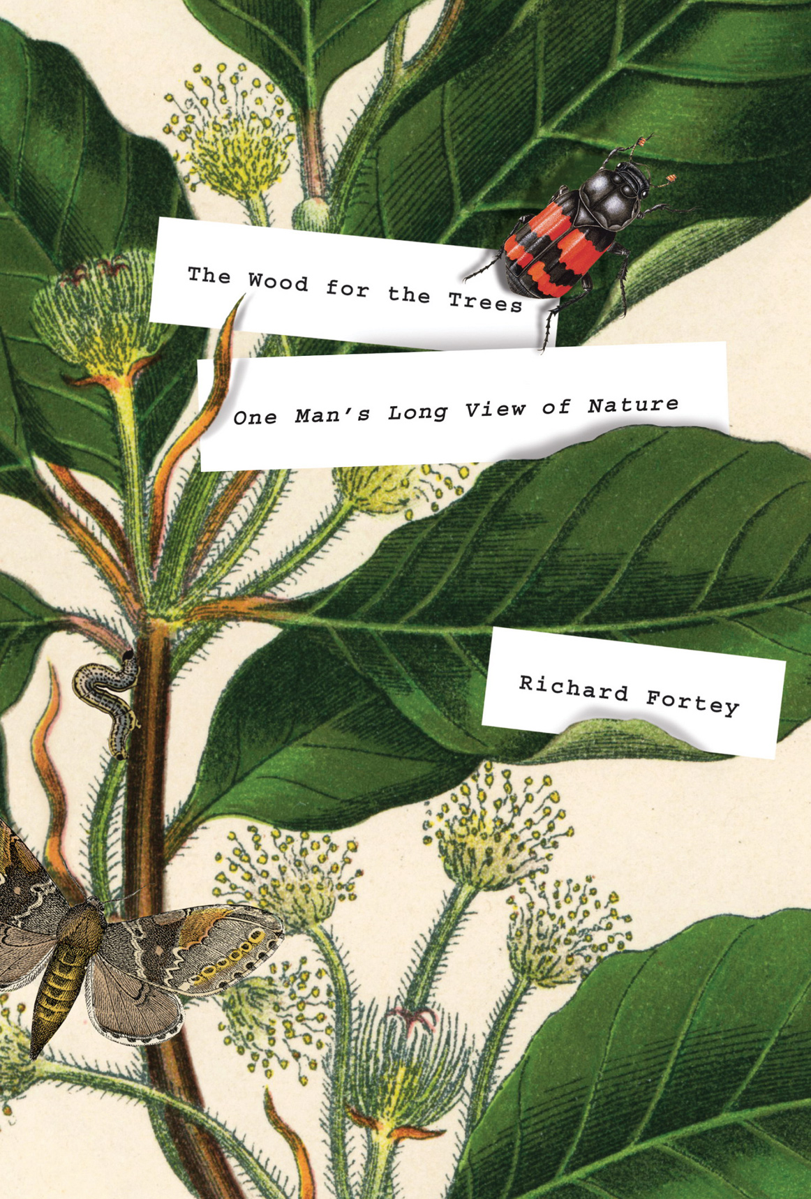 The Wood For The Trees One Mans Long View Of Nature Fortey Richard