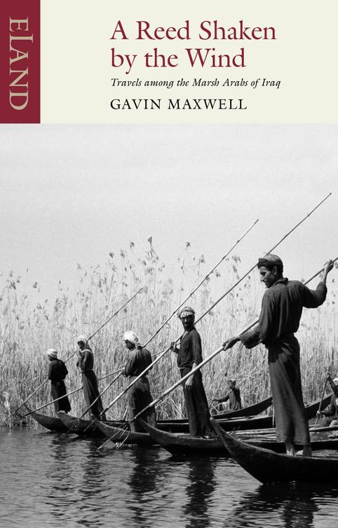 A Reed Shaken By The Wind Travels Among The Marsh Arabs Of Iraq Maxwell Gavin