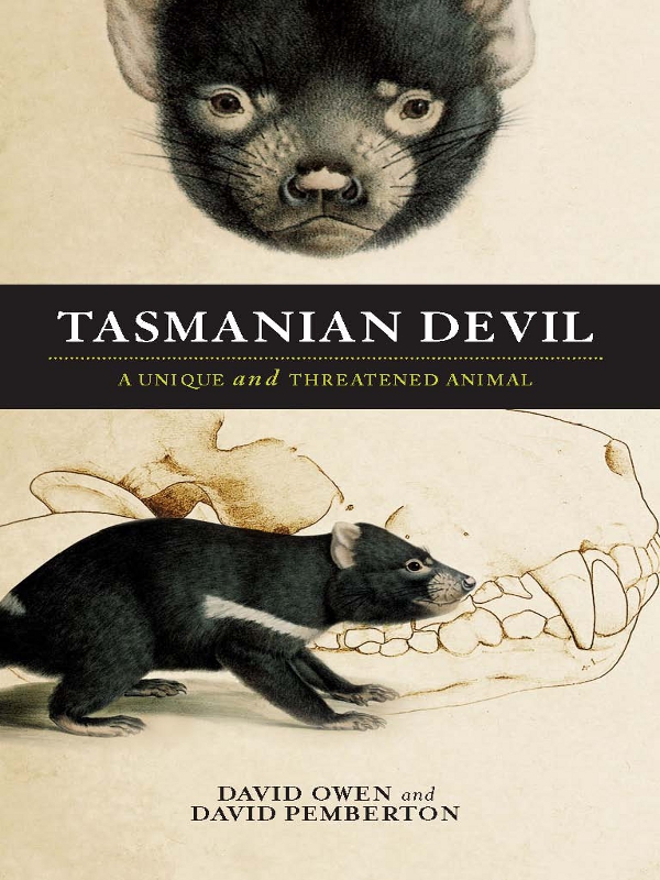 Tasmanian Devil A Unique And Threatened Animal Owen David Pemberton David
