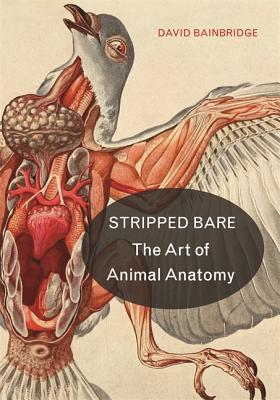 Stripped Bare The Art Of Animal Anatomy Hardcover David Bainbridge