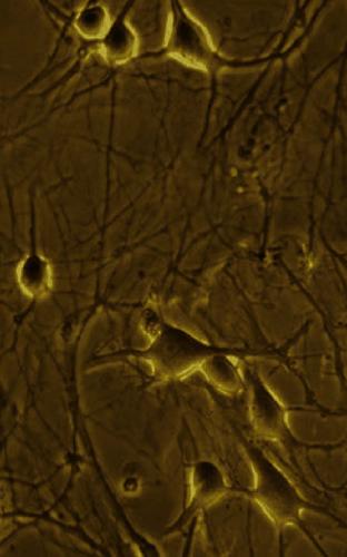 Drugs Of Abuse Neurological Reviews And Protocols J Wang