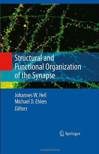 Structural And Functional Organization Of The Synapse 1st Edition Johannes W Hell Auth