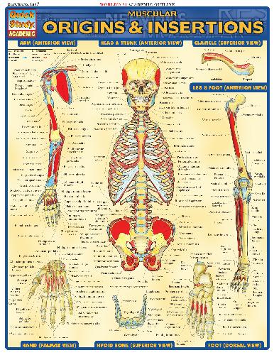 Muscular Origins Insertions Barcharts Quickstudy 1st Edition Inc Barcharts