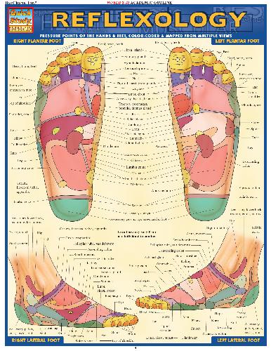 Barcharts Quickstudy Reflexology Inc Barcharts