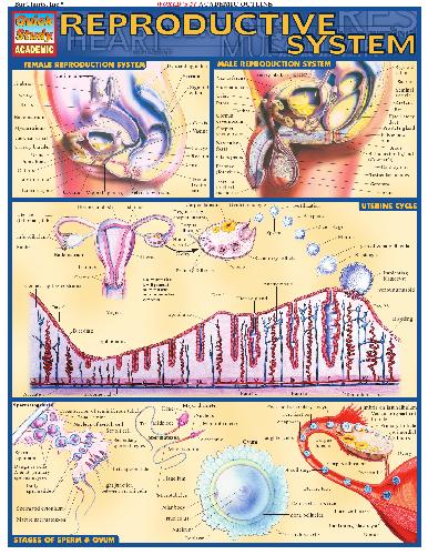 Barcharts Quickstudy Reproductive System Inc Barcharts