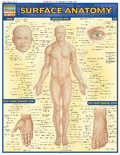 Surface Anatomy Barcharts Quickstudy 1st Edition Inc Barcharts