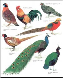 Longmans Illustrated Animal Encyclopedia Birds Only Pictures Longman
