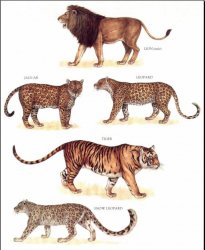 Longmans Illustrated Animal Encyclopedia Mammals Only Pictures Longman