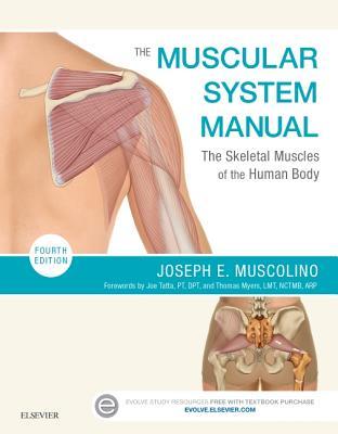 The Muscular System Manual The Skeletal Muscles Of The Human Body 4th Joseph E Muscolino