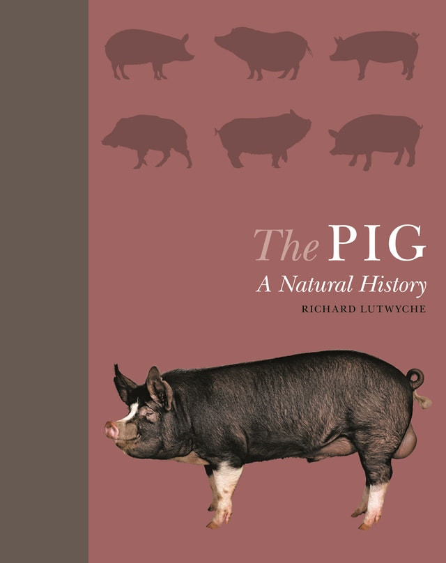 The Pig A Natural History Richard Lutwyche