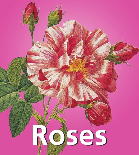 Roses Charles Victoria