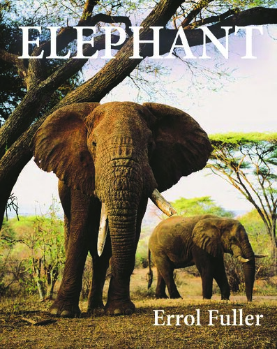 Elephant Errol Fuller