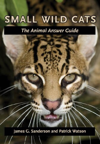 Small Wild Cats James Sanderson Patrick Watson