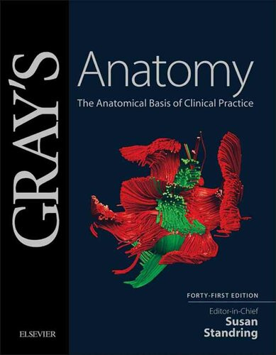 Grays Anatomy Ebook The Anatomical Basis Of Clinical Practice Susan Standring