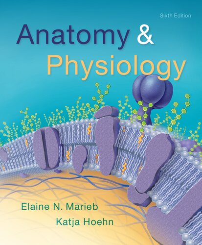 Anatomy Physiology 6th Edition Elaine Nicpon Marieb Katja N Hoehn