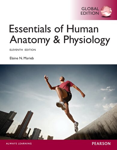 Essentials Of Human Anatomy Physiology Eleventh Edition Global Edition Elaine Nicpon Marieb