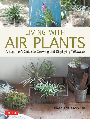 Living With Air Plants A Beginners Guide To Growing And Displaying Tillandsia Yoshiharu Kashima