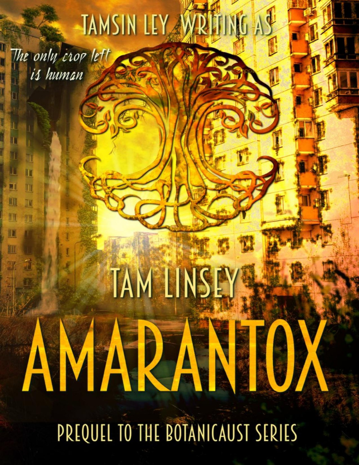 Amarantox Tam Linsey Linsey Tam