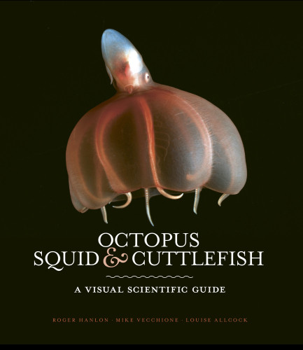 Octopus Squid And Cuttlefish Al Louisehanlon Roger