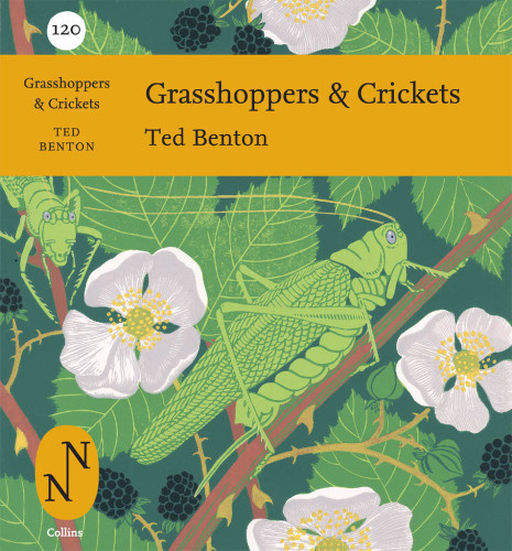 Grasshoppers Crickets Benton Ted