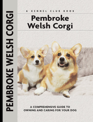 Pembroke Welsh Corgi Burton E Hywel
