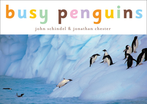 Busy Penguins John Schindel