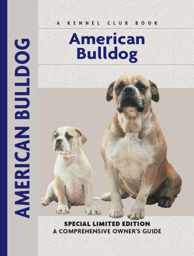 American Bulldog Abe Fishman