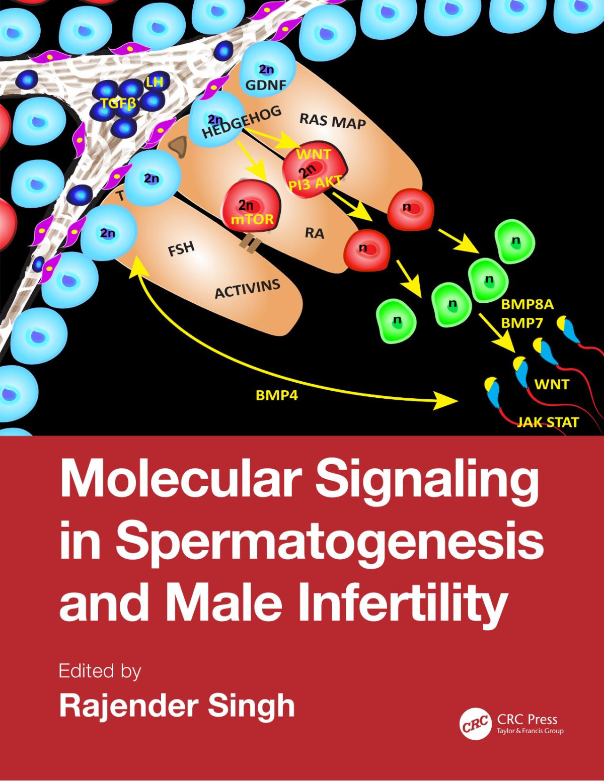 Molecular Signaling In Spermatogenesis And Male Infertility First Rajender Singh