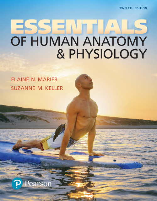 Essentials Of Human Anatomy Physiology 12th Edition Elaine N Marieb Suzanne M Keller