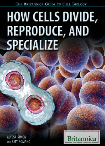 How Cells Divide Reproduce And Specialize Onlineausg Alyssa Simonamy Romano