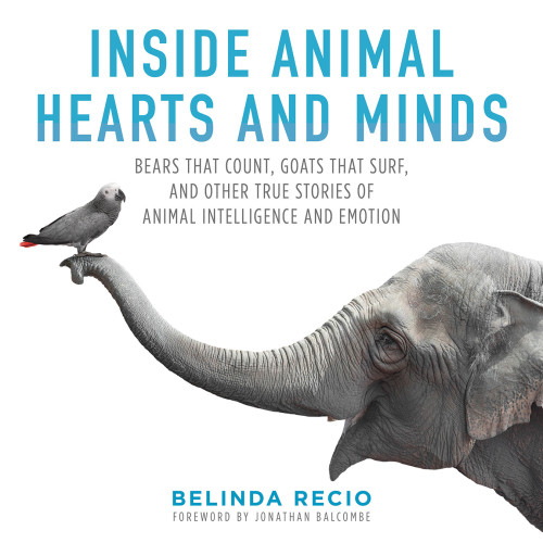 Skyhorse Inside Animal Hearts And Minds Bears That Count Goats That Surf And Other True Stories Of Animal Intelligence And Emotion Balcombe
