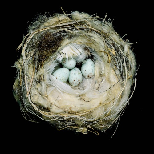 Nests Fifty Nests And The Birds That Built Them Beals Sharondumbacher