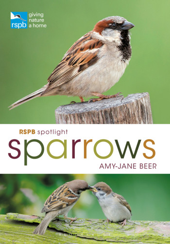 Rspb Spotlight Sparrows Amyjane Beer
