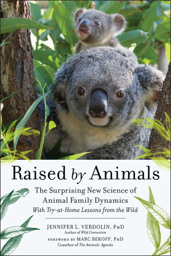 Raised By Animals How Dolphins Bond Why Meerkats Babysit And Other Lessons From Families In The Wild Bekoff