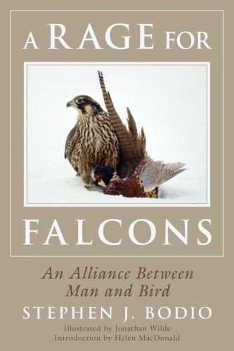 A Rage For Falcons An Alliance Between Man And Bird New Edition Bodio