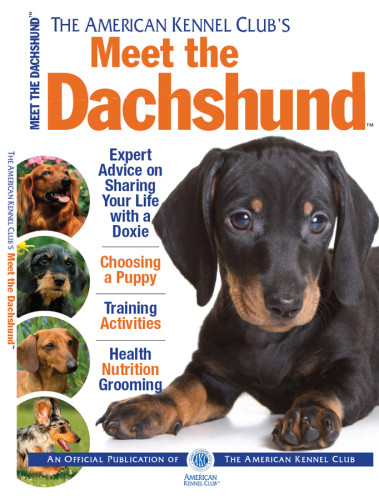 Meet The Dachshund The American Kennel Club