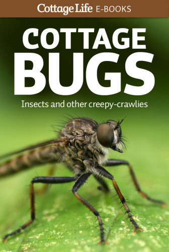 Cottage Bugs Insects And Other Creepycrawlies Cottage Life Media