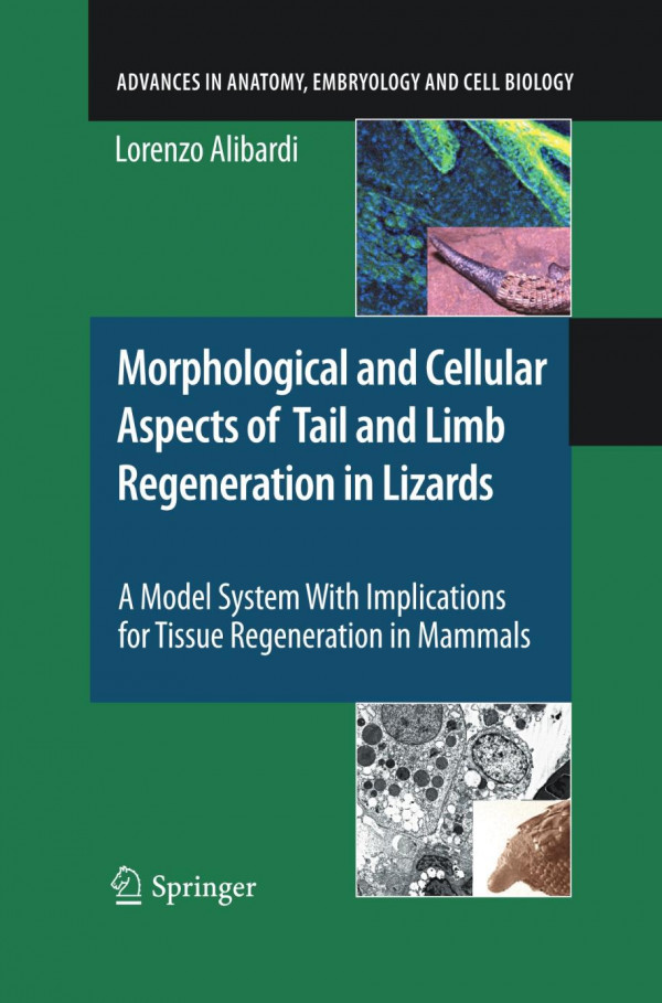 Morphological And Cellular Aspects Of Tail And Limb Regeneration In Lizards A Model System With Implications For Tissue Regeneration In Mammals 1st Edition Lorenzo Alibardi Auth