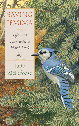 Saving Jemima Life And Love With A Hardluck Jay Julie Zickefoose