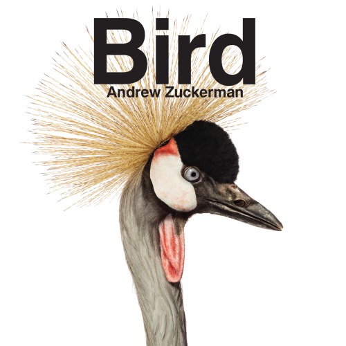 Bird 1st Ed Zuckerman Andrew