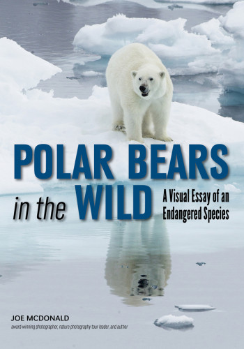 Polar Bears In The Wild Joe Mcdonald